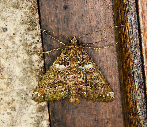 Noctuinae, Bellavista, Ecuador Might be another Heterochroma sp, but unable to find a match. Note the beautiful details on the legs and antennae. Similar:
https://pbase.com/splluk/image/142588779 Bellavista Cloud Forest,Ecuador,Ecuador 2021,Geotagged,South America,Spring,World