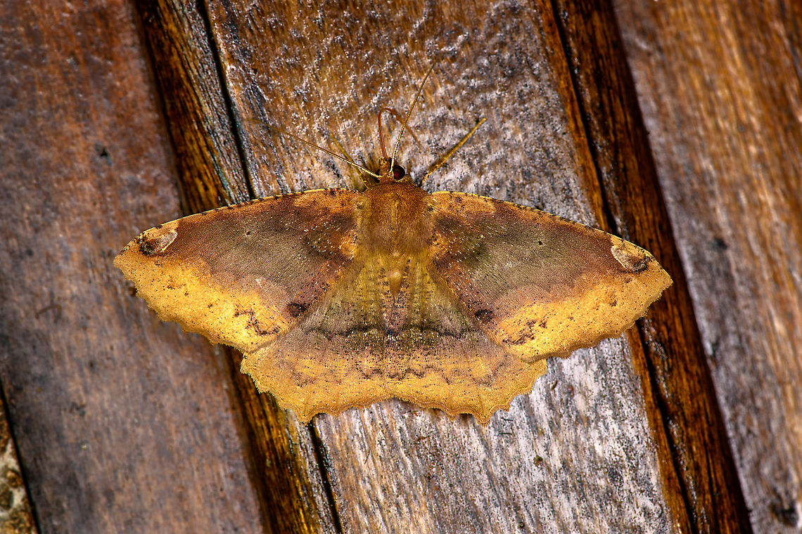 Yellow Ennominae sp., Bellavista, Ecuador  Bellavista Cloud Forest,Ecuador,Ecuador 2021,Geotagged,South America,Spring,World