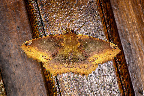 Yellow Ennominae sp., Bellavista, Ecuador  Bellavista Cloud Forest,Ecuador,Ecuador 2021,Geotagged,South America,Spring,World