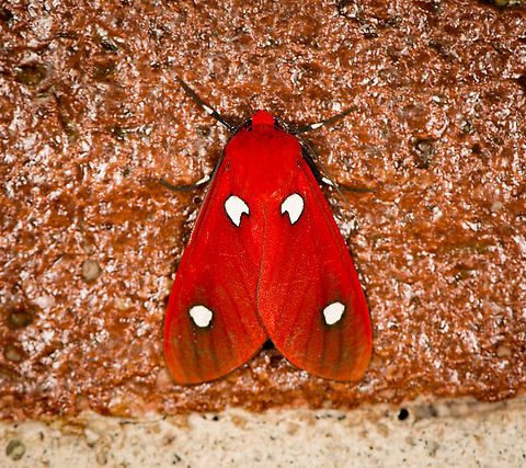 Hyperthaema sanguineata, Bellavista, Ecuador A privilege to see. On a wall full of moths, everybody fixates on this one. Bellavista Cloud Forest,Ecuador,Ecuador 2021,Geotagged,Hyperthaema sanguineata,South America,Spring,World