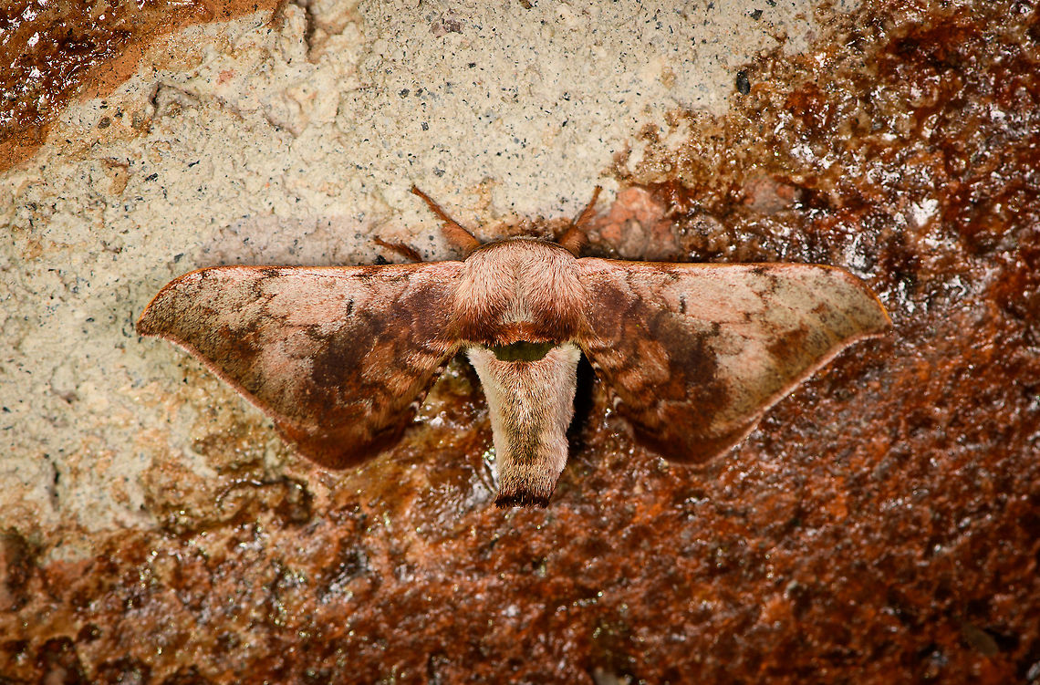 Epiinae? Bellavista, Ecuador <a href="https://leps.fieldguide.ai/figure/6082d04cfe9c0e7e7be8adfb/detail?profile=figures&amp;category=5eab6f6c748e5b55beff5b38" rel="nofollow">https://leps.fieldguide.ai/figure/6082d04cfe9c0e7e7be8adfb/detail?profile=figures&amp;category=5eab6f6c748e5b55beff5b38</a> Bellavista Cloud Forest,Ecuador,Ecuador 2021,Geotagged,South America,Spring,World