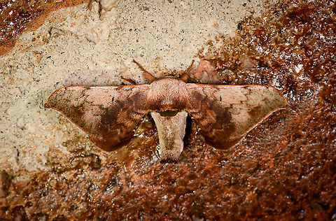 Epiinae? Bellavista, Ecuador https://leps.fieldguide.ai/figure/6082d04cfe9c0e7e7be8adfb/detail?profile=figures&category=5eab6f6c748e5b55beff5b38 Bellavista Cloud Forest,Ecuador,Ecuador 2021,Geotagged,South America,Spring,World