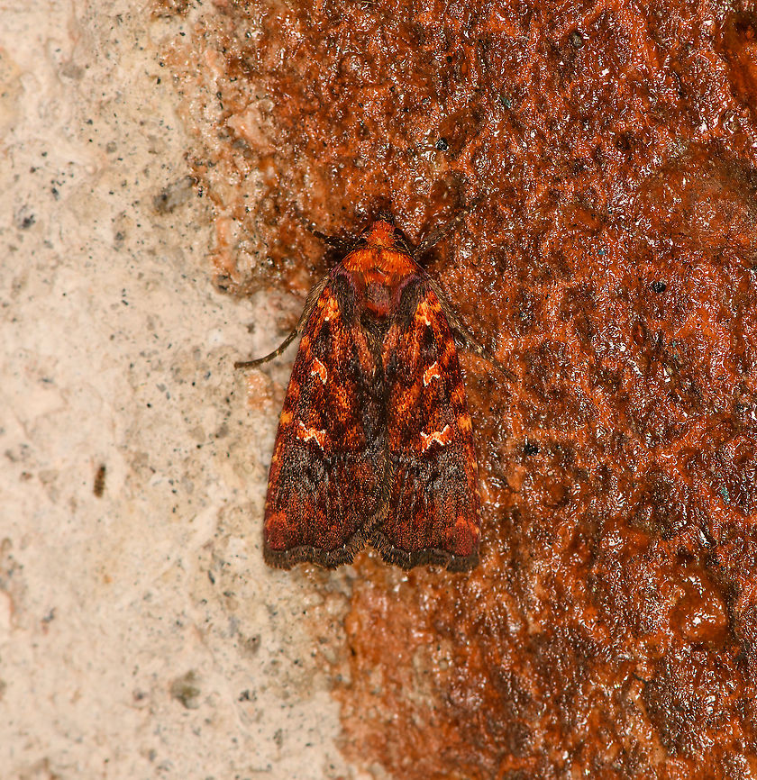 Perigea ignitincta, Bellavista, Ecuador  Bellavista Cloud Forest,Ecuador,Ecuador 2021,Geotagged,Perigea ignitincta,South America,Spring,World