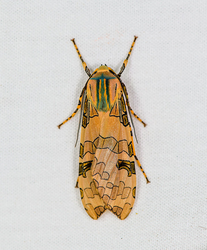 Schaus' Tussock Moth, Bellavista, Ecuador  Bellavista Cloud Forest,Ecuador,Ecuador 2021,Geotagged,Halysidota schausi,South America,Spring,World