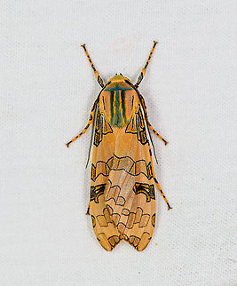 Schaus' Tussock Moth, Bellavista, Ecuador  Bellavista Cloud Forest,Ecuador,Ecuador 2021,Geotagged,Halysidota schausi,South America,Spring,World