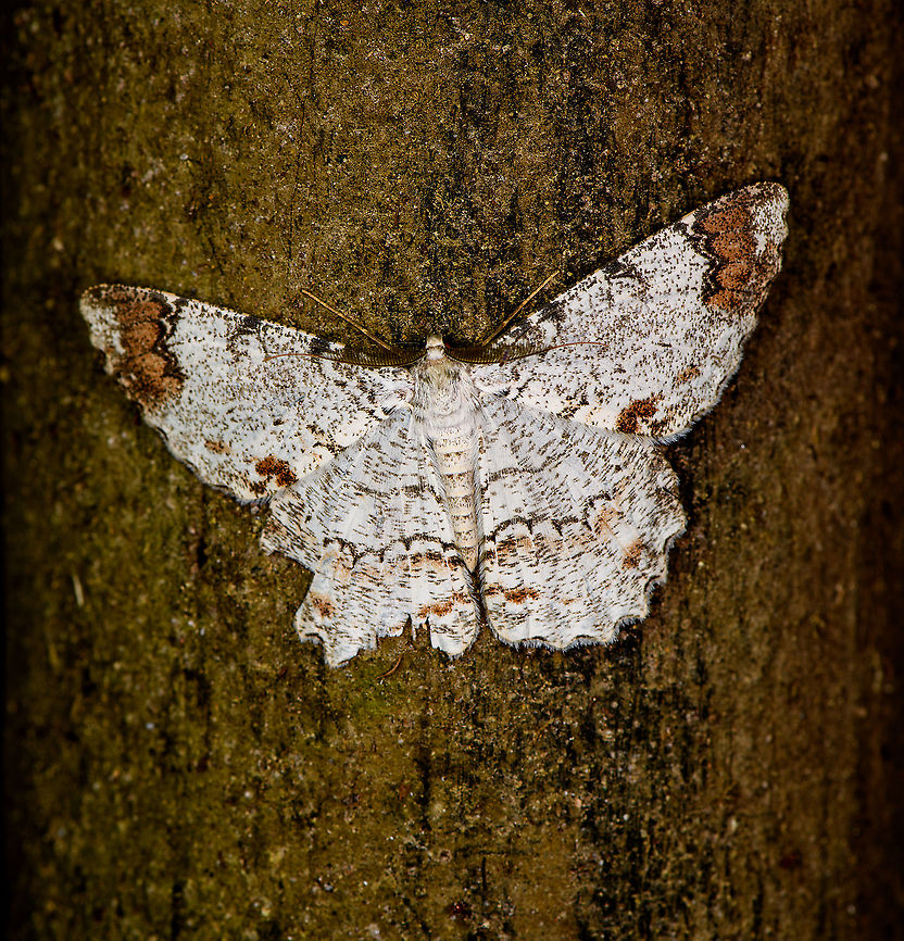 Epimecis anonaria, Bellavista, Ecuador  Bellavista Cloud Forest,Ecuador,Ecuador 2021,Epimecis anonaria,Geotagged,South America,Spring,World