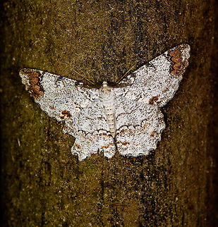 Epimecis anonaria, Bellavista, Ecuador  Bellavista Cloud Forest,Ecuador,Ecuador 2021,Epimecis anonaria,Geotagged,South America,Spring,World