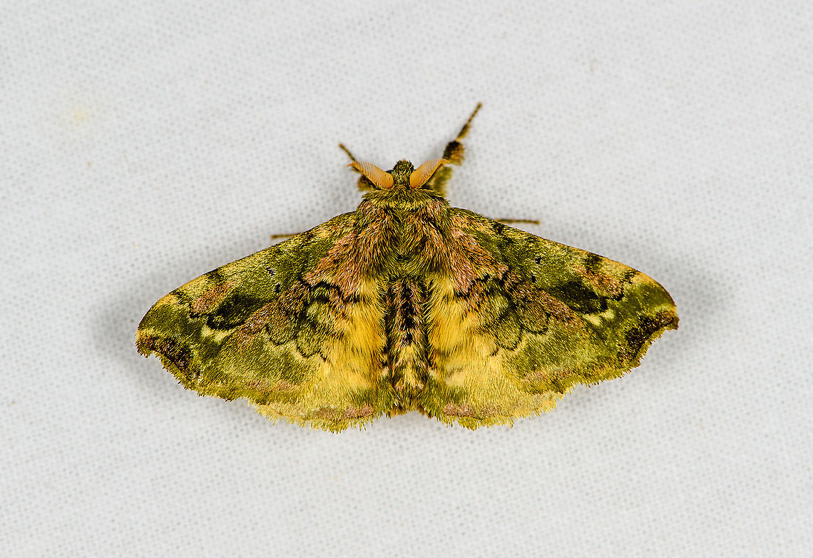 Quentalia? Bellavista, Ecuador  Bellavista Cloud Forest,Ecuador,Ecuador 2021,Geotagged,South America,Spring,World