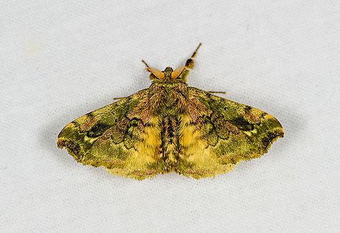 Quentalia? Bellavista, Ecuador  Bellavista Cloud Forest,Ecuador,Ecuador 2021,Geotagged,South America,Spring,World