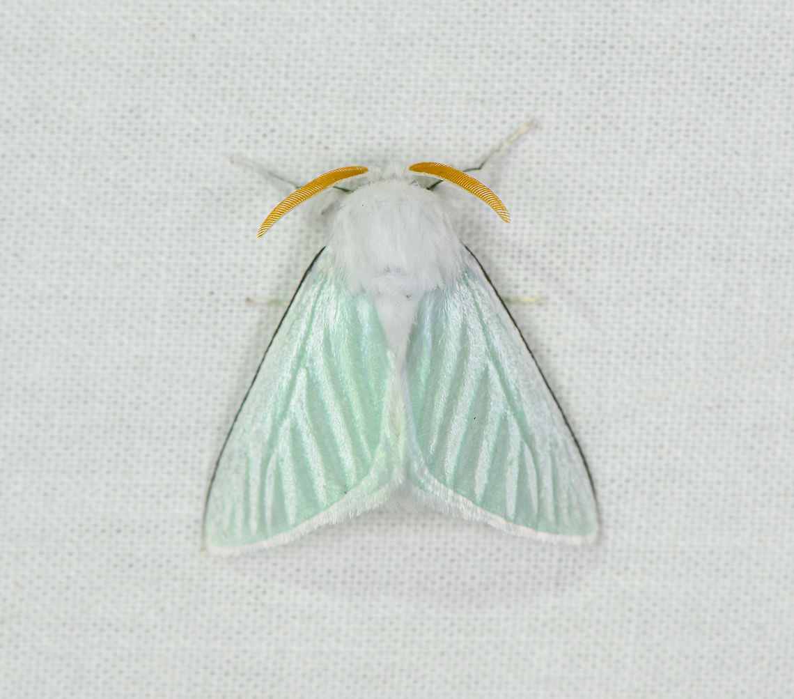 Macara nigripes, Bellavista, Ecuador Reference used:<br />
<a href="https://leps.fieldguide.ai/figures?category=59ba427f929d3d6fe0a43648" rel="nofollow">https://leps.fieldguide.ai/figures?category=59ba427f929d3d6fe0a43648</a><br />
<br />
I believe the Wikipedia text suggesting it is found in Guyana and Honduras is outdated, the species is reported from several other countries in the meanwhile. Bellavista Cloud Forest,Ecuador,Ecuador 2021,Geotagged,Macara nigripes,South America,Spring,World