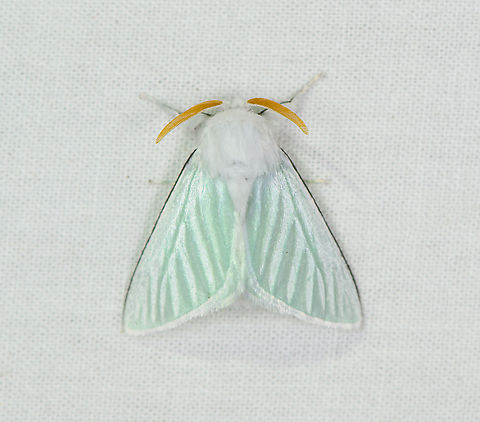 Macara nigripes, Bellavista, Ecuador Reference used:
https://leps.fieldguide.ai/figures?category=59ba427f929d3d6fe0a43648

I believe the Wikipedia text suggesting it is found in Guyana and Honduras is outdated, the species is reported from several other countries in the meanwhile. Bellavista Cloud Forest,Ecuador,Ecuador 2021,Geotagged,Macara nigripes,South America,Spring,World