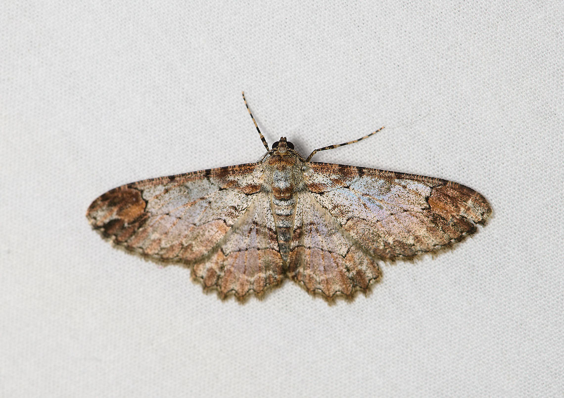 Iridopsis appetens, Bellavista, Ecuador  Bellavista Cloud Forest,Ecuador,Ecuador 2021,Fall,Geotagged,Iridopsis appetens,South America,Spring,World