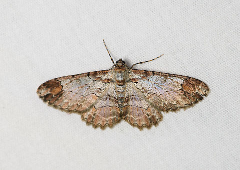 Iridopsis appetens, Bellavista, Ecuador  Bellavista Cloud Forest,Ecuador,Ecuador 2021,Fall,Geotagged,Iridopsis appetens,South America,Spring,World