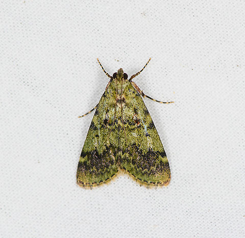 Macalla niveorufa, Bellavista, Ecuador ID by Parnassius Mnemosyne. Bellavista Cloud Forest,Dimorphic macalla moth,Ecuador,Ecuador 2021,Epipaschia superatalis,Geotagged,Macalla niveorufa,South America,Spring,World