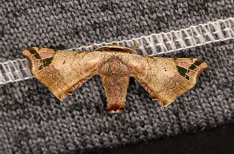 Quentalia melchthala, Bellavista, Ecuador Reference:
https://leps.fieldguide.ai/figure/612f9f4a3c12ef77ce710da1/detail?profile=figures&category=59bb36da929d3d10ea9f0c9c Bellavista Cloud Forest,Ecuador,Ecuador 2021,Geotagged,Quentalia melchthala,South America,Spring,World