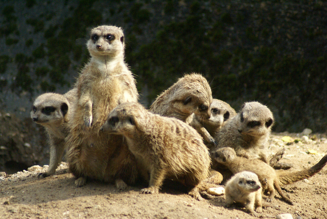 Meerkat family of generations This shot seems to cover all meerkat generations typically living in a single family. Arnhem Zoo,Herpestidae,Meerkat,Suricata suricatta
