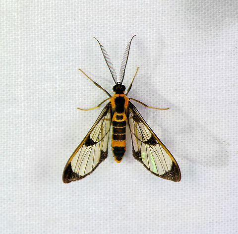 Cosmosoma bolivari, Bellavista, Ecuador  Bellavista Cloud Forest,Cosmosoma bolivari,Ecuador,Ecuador 2021,Geotagged,South America,Spring,World