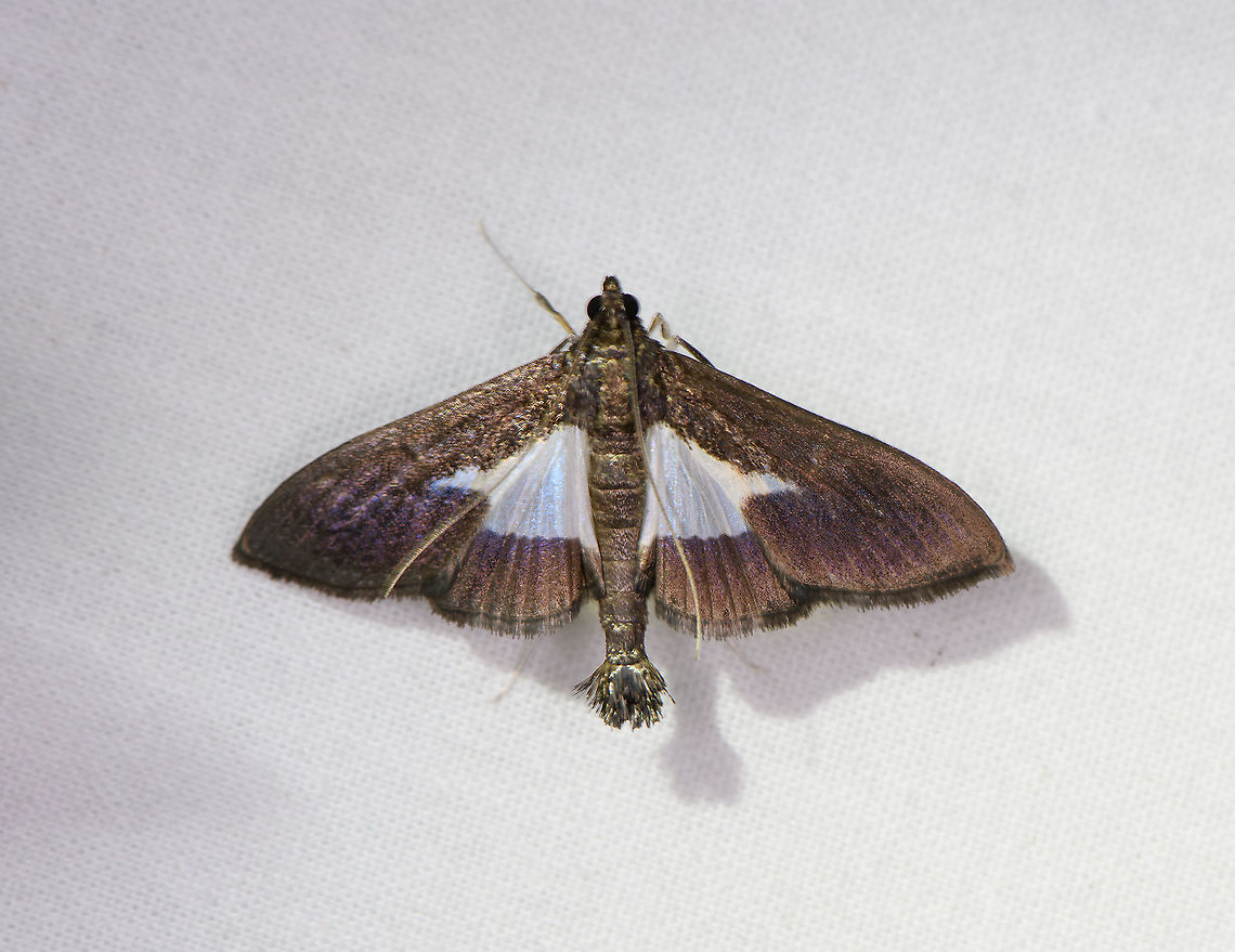 Diaphania sp., Bellavista, Ecuador  Bellavista Cloud Forest,Ecuador,Ecuador 2021,Geotagged,South America,Spring,World