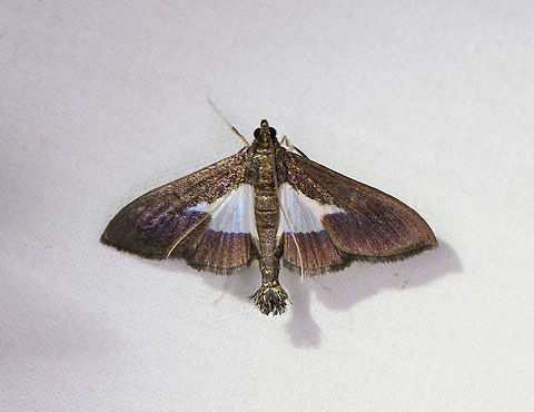 Diaphania sp., Bellavista, Ecuador  Bellavista Cloud Forest,Ecuador,Ecuador 2021,Geotagged,South America,Spring,World