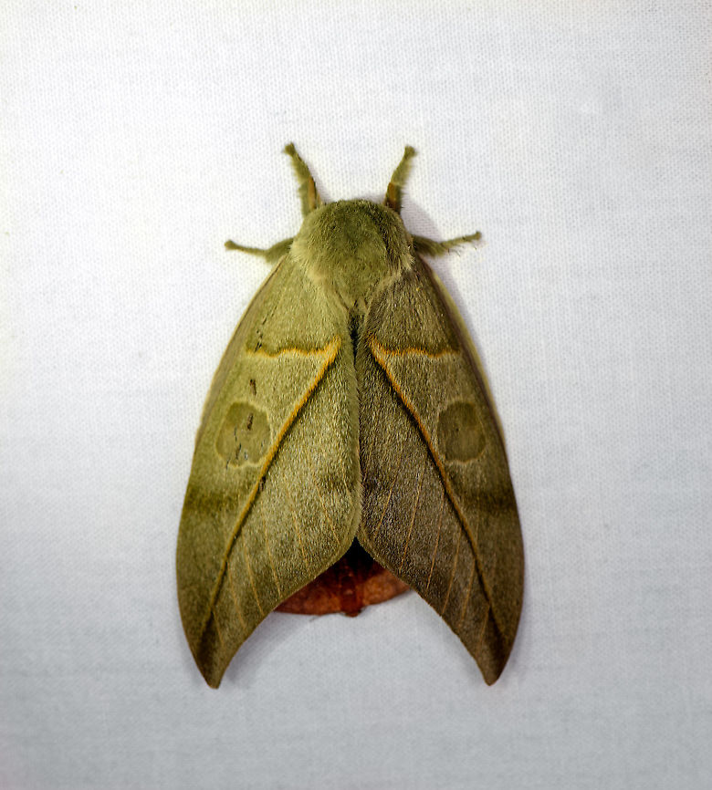 Leucanella lynx, Bellavista, Ecuador  Bellavista Cloud Forest,Ecuador,Ecuador 2021,Geotagged,Leucanella lynx,South America,Spring,World