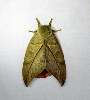 Leucanella lynx, Bellavista, Ecuador  Bellavista Cloud Forest,Ecuador,Ecuador 2021,Geotagged,Leucanella lynx,South America,Spring,World