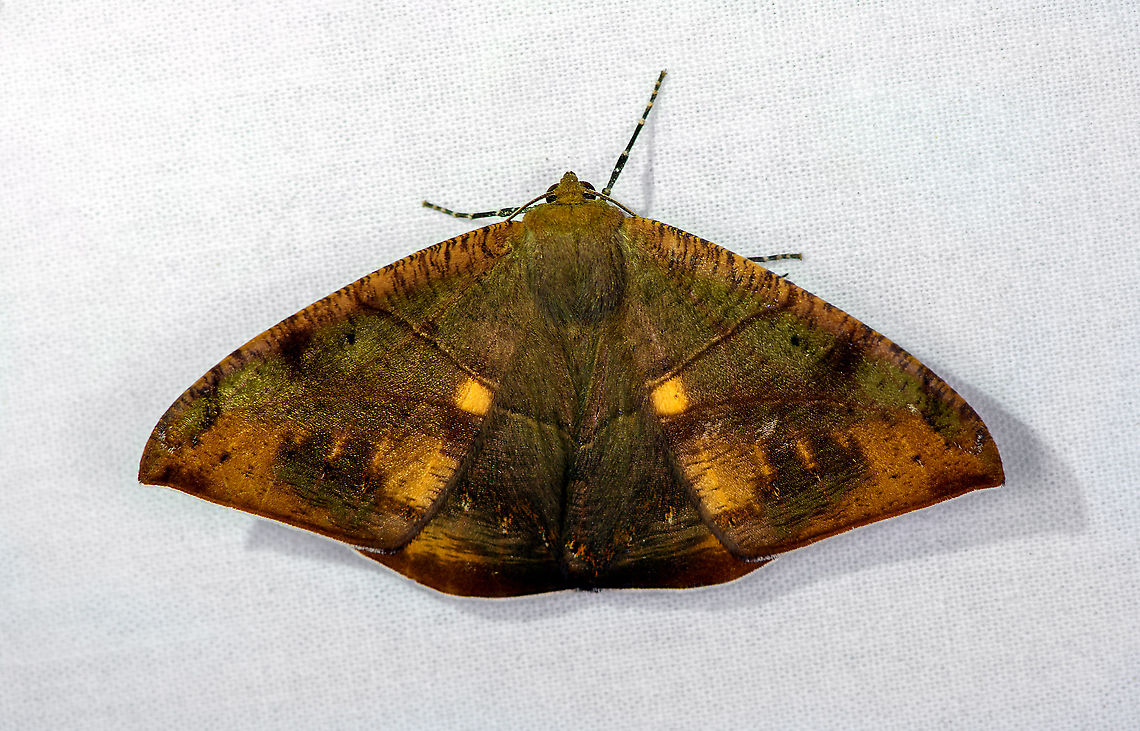 Oxydia trychiata, Bellavista, Ecuador Looks quite a lot like this undescribed species:<br />
<a href="https://leps.fieldguide.ai/figure/5d274b80748e5b5b32c46572/detail?profile=figures&amp;category=5db1b8783c12ef73fffeab1f" rel="nofollow">https://leps.fieldguide.ai/figure/5d274b80748e5b5b32c46572/detail?profile=figures&amp;category=5db1b8783c12ef73fffeab1f</a> Bellavista Cloud Forest,Ecuador,Ecuador 2021,Geotagged,Oxydia trychiata,South America,Spring,World