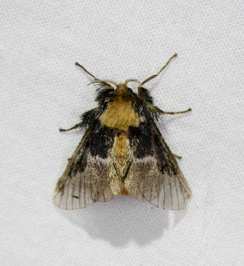 Euglyphis sp, Bellavista, Ecuador Nicknaming this one "hungover princess". Bellavista Cloud Forest,Ecuador,Ecuador 2021,Geotagged,South America,Spring,World