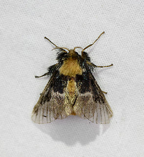 Euglyphis sp, Bellavista, Ecuador Nicknaming this one "hungover princess". Bellavista Cloud Forest,Ecuador,Ecuador 2021,Geotagged,South America,Spring,World