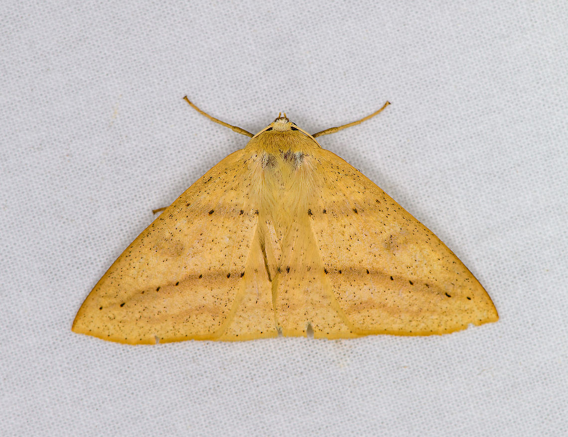 Cirsodes acuminata, Bellavista, Ecuador  Bellavista Cloud Forest,Cirsodes acuminata,Ecuador,Ecuador 2021,Geotagged,South America,Spring,World