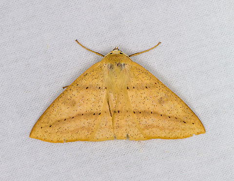 Cirsodes acuminata, Bellavista, Ecuador  Bellavista Cloud Forest,Cirsodes acuminata,Ecuador,Ecuador 2021,Geotagged,South America,Spring,World