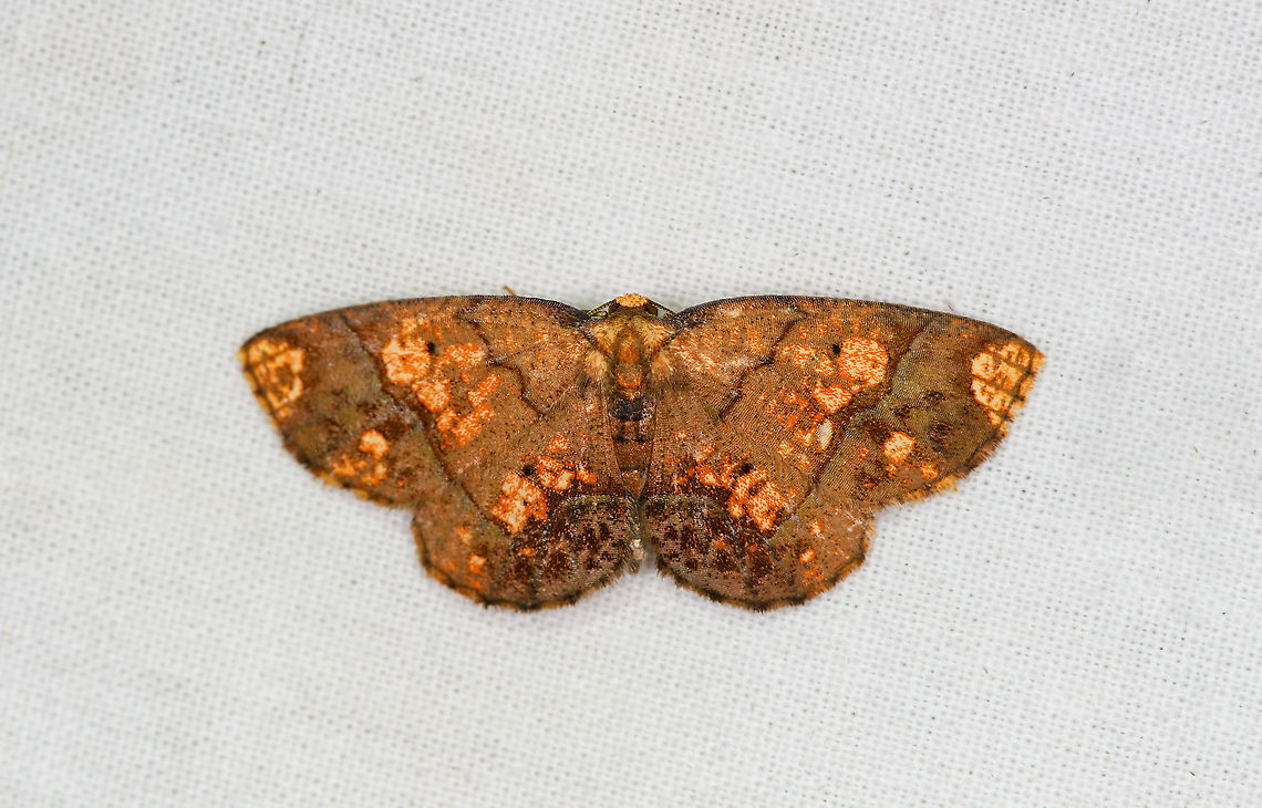 Melinodes detersaria, Bellavista, Ecuador  Bellavista Cloud Forest,Ecuador,Ecuador 2021,Geotagged,Melinodes detersaria,South America,Spring,World