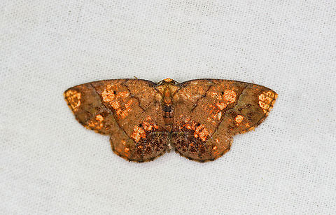 Melinodes detersaria, Bellavista, Ecuador  Bellavista Cloud Forest,Ecuador,Ecuador 2021,Geotagged,Melinodes detersaria,South America,Spring,World