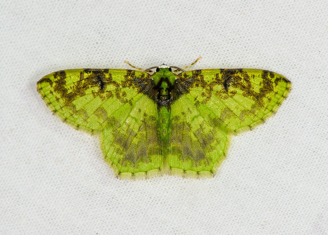 Nemoria scriptaria, Bellavista, Ecuador  Bellavista Cloud Forest,Ecuador,Ecuador 2021,Geotagged,Nemoria scriptaria,South America,Spring,World