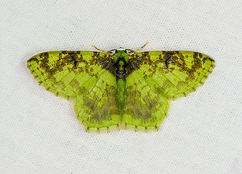 Nemoria scriptaria, Bellavista, Ecuador  Bellavista Cloud Forest,Ecuador,Ecuador 2021,Geotagged,Nemoria scriptaria,South America,Spring,World