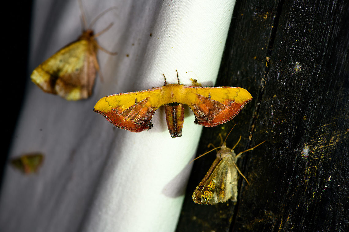Yellow/orange silk moth, Bellavista, Ecuador This is just plain cruelty, such a beautiful moth but can&#039;t find anything like it :( Bellavista Cloud Forest,Ecuador,Ecuador 2021,Geotagged,South America,Spring,World