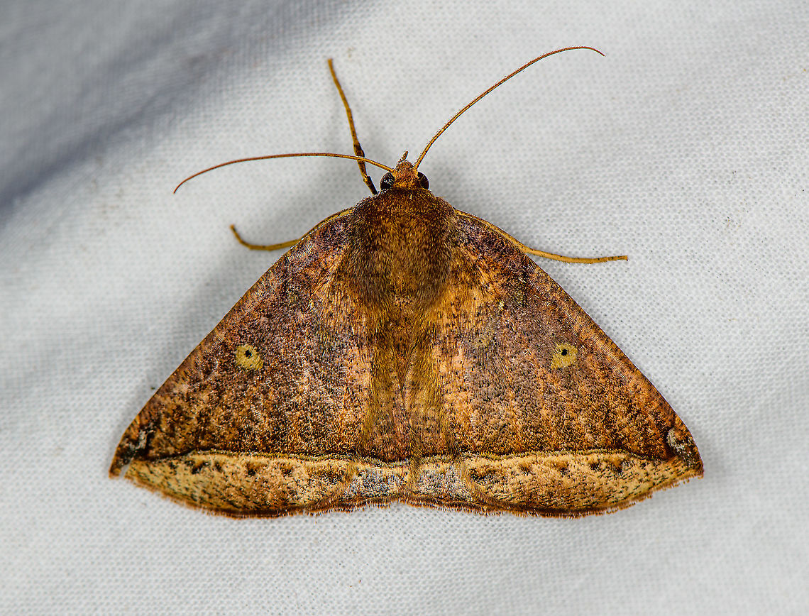 Unknown moth, Bellavista, Ecuador Might be Tribe Euclidiini. Bellavista Cloud Forest,Ecuador,Ecuador 2021,Geotagged,South America,Spring,World
