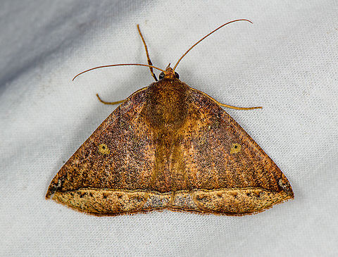Unknown moth, Bellavista, Ecuador Might be Tribe Euclidiini. Bellavista Cloud Forest,Ecuador,Ecuador 2021,Geotagged,South America,Spring,World