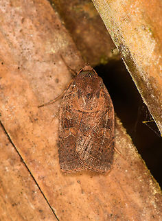 Rustic Quaker, Bellavista, Ecuador  Bellavista Cloud Forest,Ecuador,Ecuador 2021,Geotagged,Orthodes majuscula,Rustic Quaker,South America,Spring,World