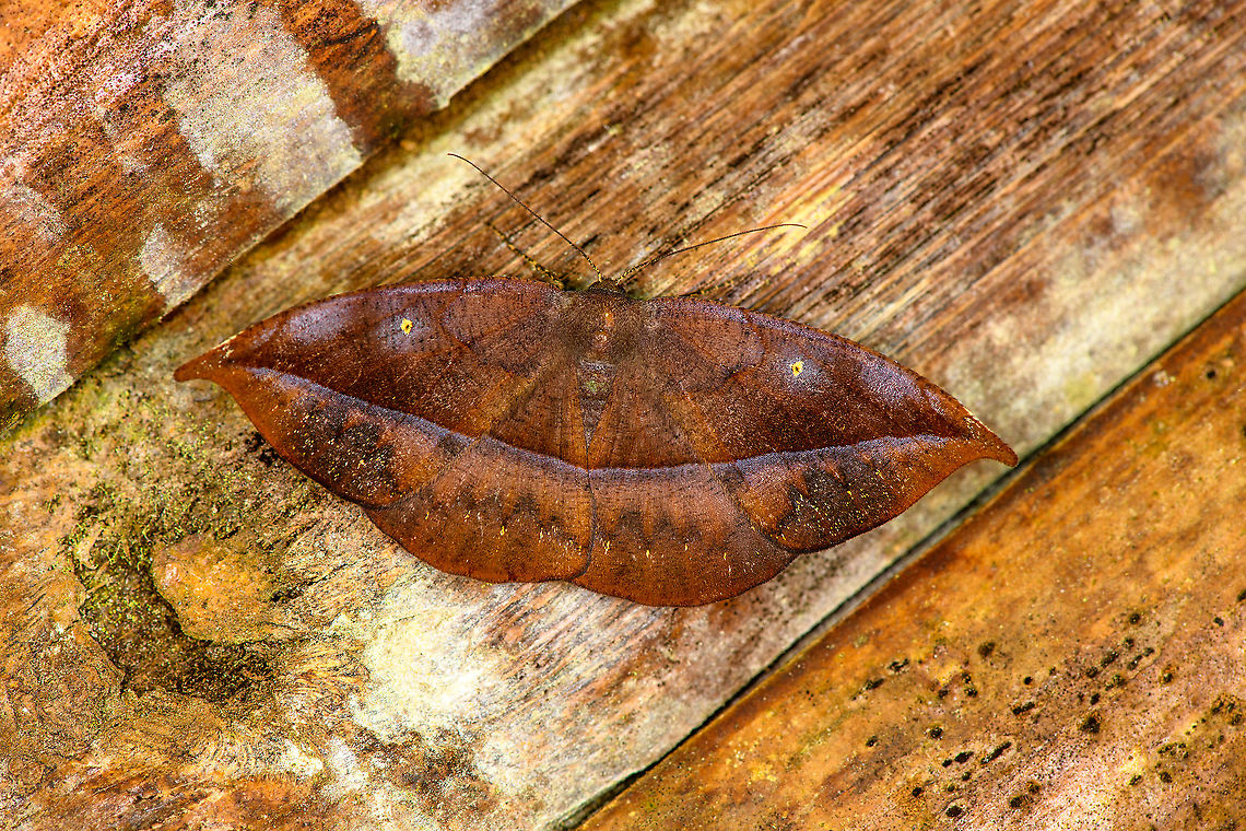 Oxydia (possibly undescribed), Bellavista, Ecuador Looks like this undescribed species:<br />
<a href="https://leps.fieldguide.ai/figure/59b6f9e62110df2a865f0740/detail?place=ne1159320567&amp;category=5db1b8c1748e5b2f5faf4470" rel="nofollow">https://leps.fieldguide.ai/figure/59b6f9e62110df2a865f0740/detail?place=ne1159320567&amp;category=5db1b8c1748e5b2f5faf4470</a> Bellavista Cloud Forest,Ecuador,Ecuador 2021,Geotagged,South America,Spring,World