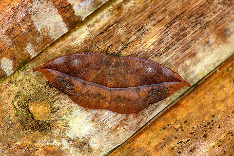 Oxydia (possibly undescribed), Bellavista, Ecuador Looks like this undescribed species:
https://leps.fieldguide.ai/figure/59b6f9e62110df2a865f0740/detail?place=ne1159320567&category=5db1b8c1748e5b2f5faf4470 Bellavista Cloud Forest,Ecuador,Ecuador 2021,Geotagged,South America,Spring,World