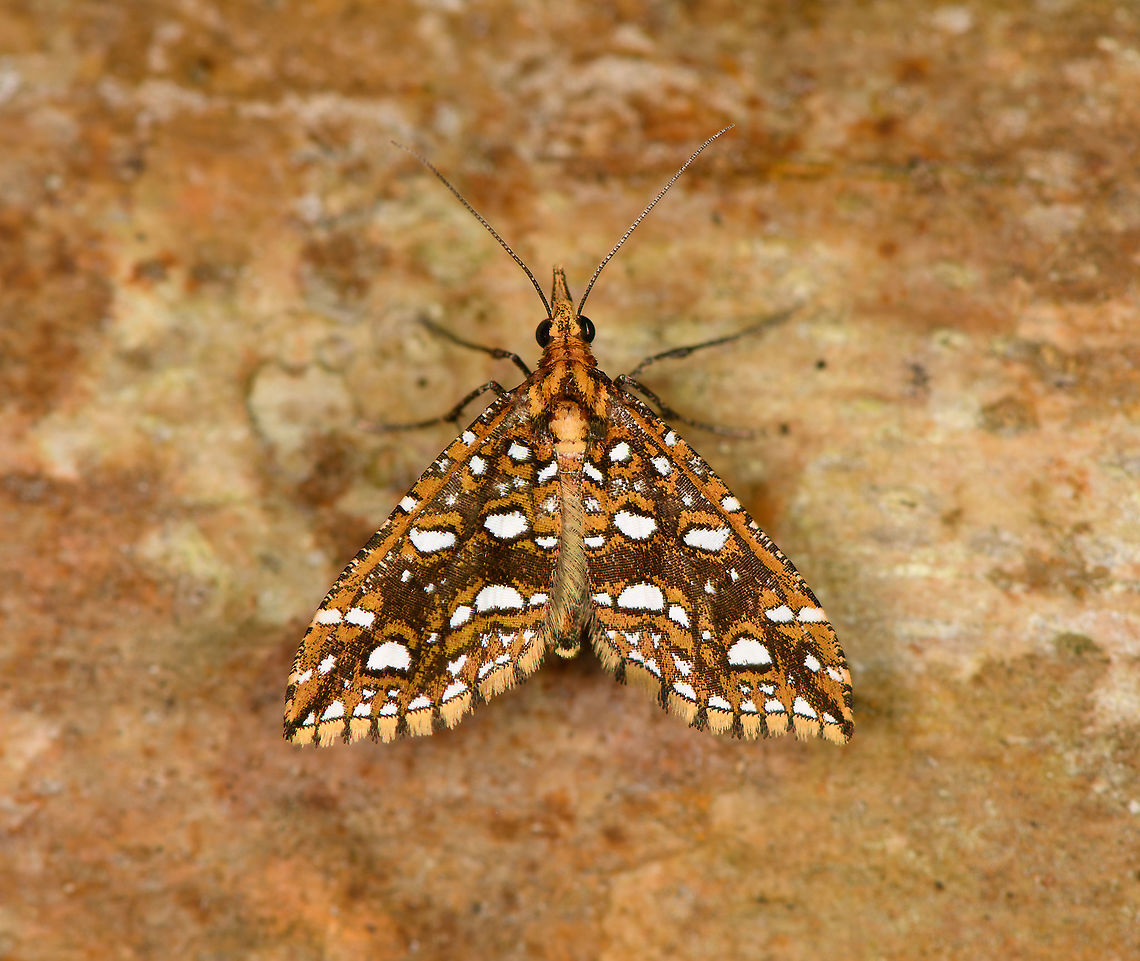 Psaliodes cedaza, Bellavista, Ecuador  Bellavista Cloud Forest,Ecuador,Ecuador 2021,Geotagged,Psaliodes cedaza,South America,Spring,World