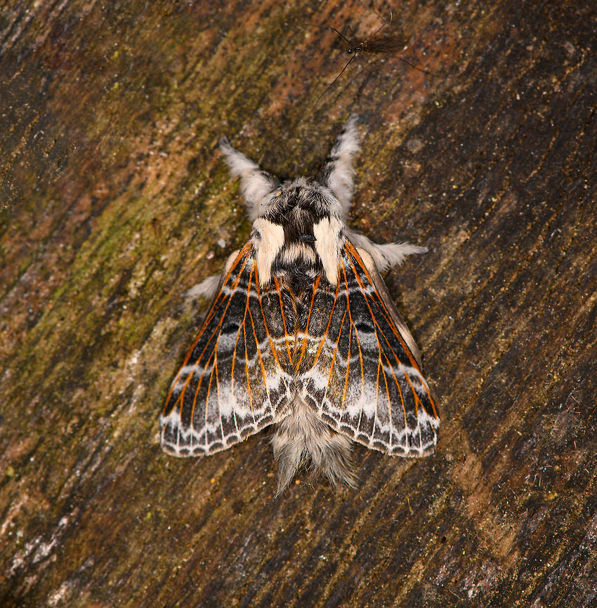 Tolype primitiva, Bellavista, Ecuador  Bellavista Cloud Forest,Ecuador,Ecuador 2021,Geotagged,South America,Spring,Tolype primitiva,World