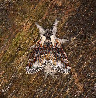 Tolype primitiva, Bellavista, Ecuador  Bellavista Cloud Forest,Ecuador,Ecuador 2021,Geotagged,South America,Spring,Tolype primitiva,World