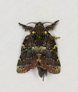 Lappet moth? Bellavista, Ecuador Shadows lifted, looks much darker to the naked eye. Bellavista Cloud Forest,Ecuador,Ecuador 2021,Geotagged,South America,Spring,World