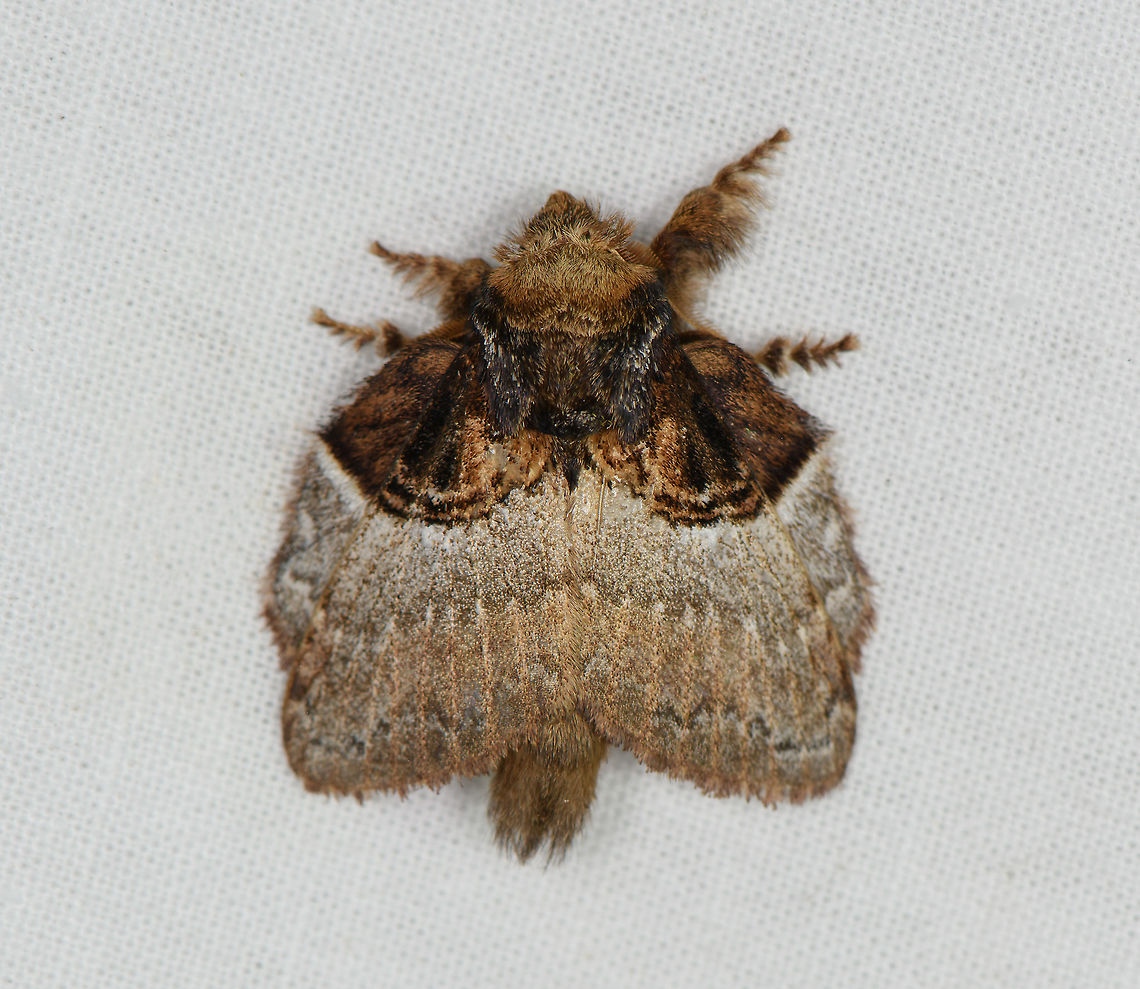 Euglyphis albidifascia, Bellavista, Ecuador  Bellavista Cloud Forest,Ecuador,Ecuador 2021,Euglyphis albidifascia,Geotagged,South America,Spring,World