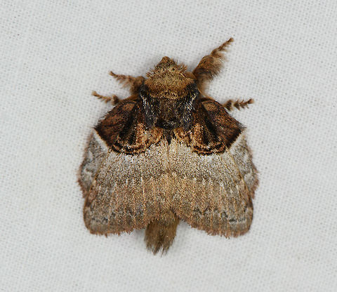 Euglyphis albidifascia, Bellavista, Ecuador  Bellavista Cloud Forest,Ecuador,Ecuador 2021,Euglyphis albidifascia,Geotagged,South America,Spring,World