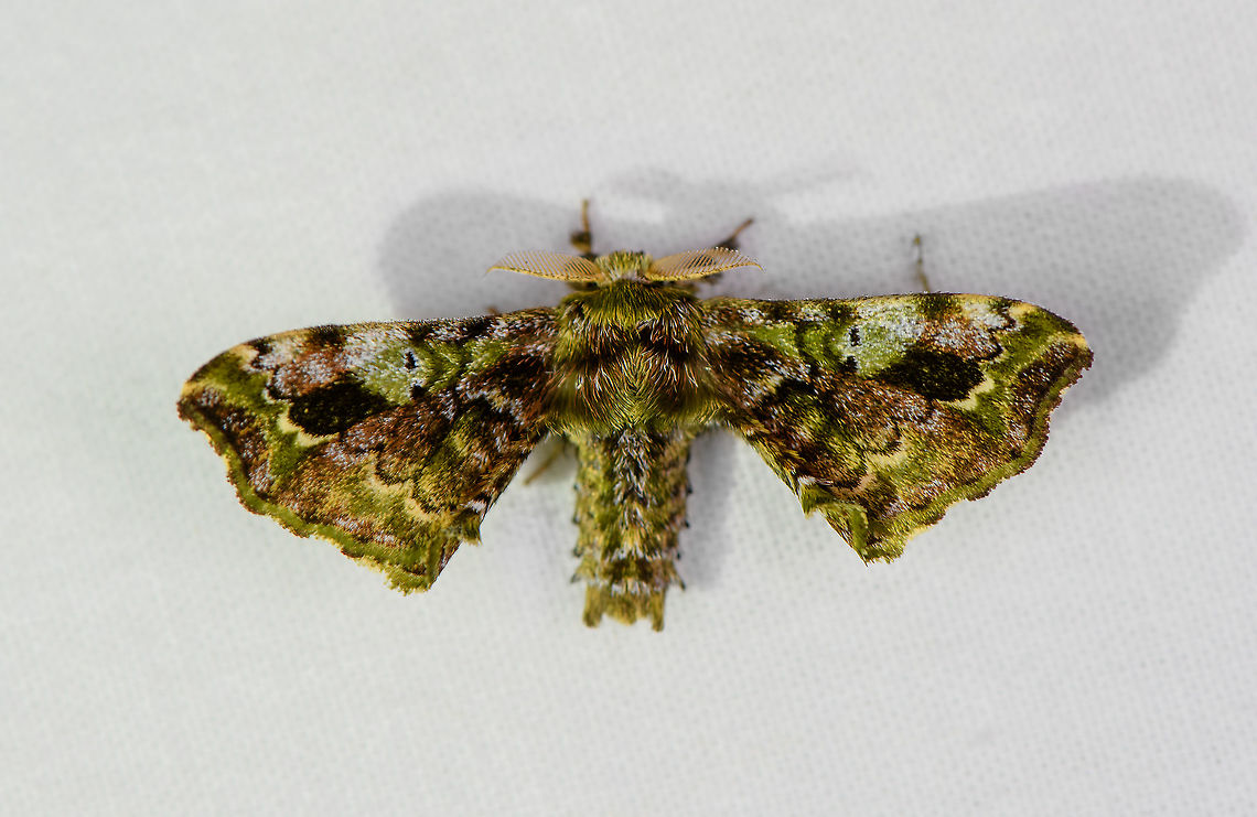 Quentalia ojeda, Bellavista, Ecuador ID-ed with the disclaimer that this is a very troublesome genus with many undescribed species. Bellavista Cloud Forest,Ecuador,Ecuador 2021,Geotagged,Quentalia ojeda,South America,Spring,World
