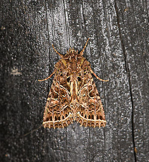 Heterochroma beryllus, Bellavista, Ecuador  Bellavista Cloud Forest,Ecuador,Ecuador 2021,Geotagged,Heterochroma beryllus,South America,Spring,World
