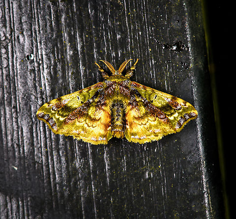 Quentalia ojeda - 2, Bellavista, Ecuador Second individual of likely same species:
https://www.jungledragon.com/image/127440/quentalia_ojeda_bellavista_ecuador.html Bellavista Cloud Forest,Ecuador,Ecuador 2021,Geotagged,Quentalia ojeda,South America,Spring,World