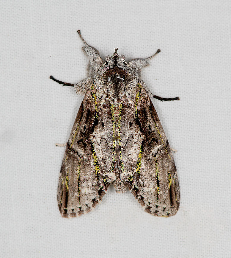 Noctuidae, Bellavista, Ecuador <figure class="photo"><a href="https://www.jungledragon.com/image/127351/notodontidae_with_yellow_streaks_bellavista_ecuador.html" title="Notodontidae with yellow streaks, Bellavista, Ecuador"><img src="https://s3.amazonaws.com/media.jungledragon.com/images/2/127351_thumb.jpg?AWSAccessKeyId=05GMT0V3GWVNE7GGM1R2&Expires=1759968010&Signature=UB9Z1Mml2LStw8lCc7ZcbQqte8o%3D" width="200" height="184" alt="Notodontidae with yellow streaks, Bellavista, Ecuador Found on the power cable of our moth light. I&#039;m thinking its family Notodontidae. Notable feature are the bright yellow pixel-like streaks.<br />
https://www.jungledragon.com/image/127443/noctuidae_bellavista_ecuador.html Bellavista Cloud Forest,Ecuador,Ecuador 2021,Geotagged,South America,Spring,World" /></a></figure> Bellavista Cloud Forest,Ecuador,Ecuador 2021,Geotagged,South America,Spring,World